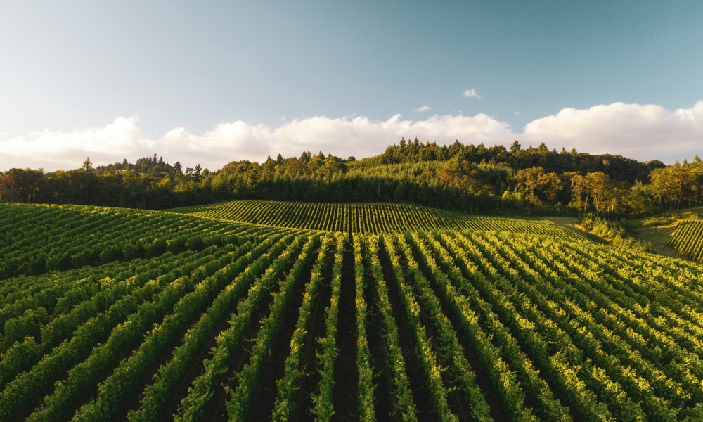 Ereditare un terreno agricolo e come venderlo: i passaggi obbligatori