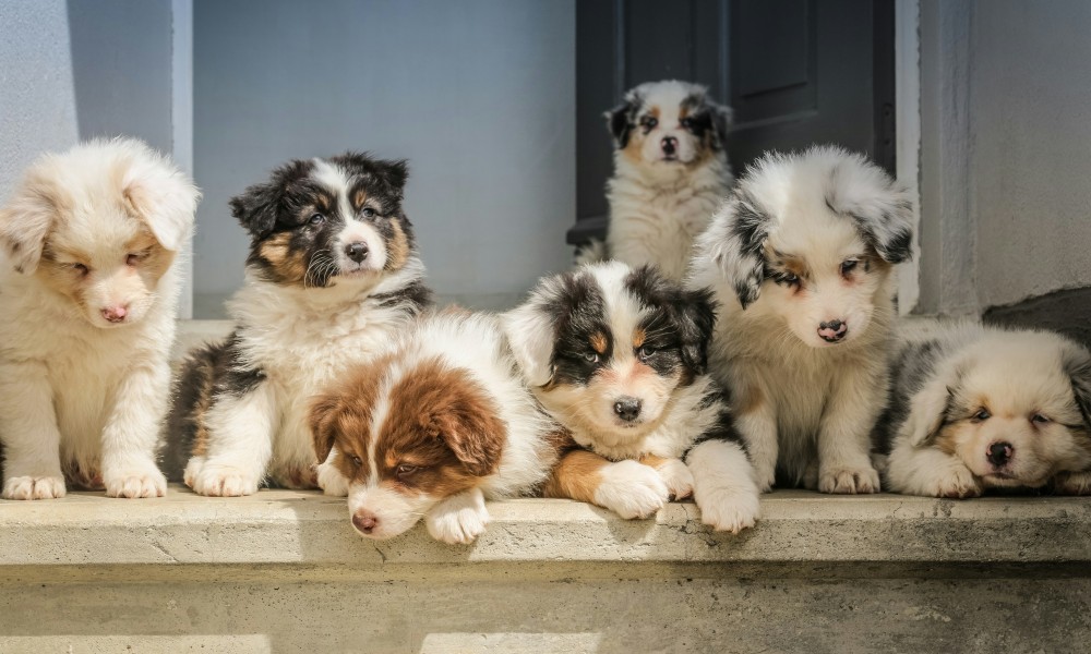 La tutela degli animali nelle disposizioni ereditarie